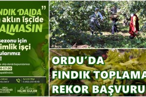 Yeşil Altını Toplamak Artık Daha Kolay